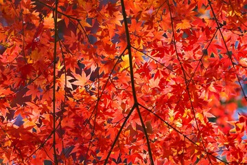 Rred maple leaves in autumn