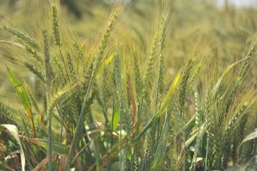 field of wheat