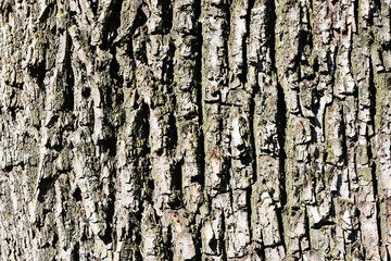 bark of a tree pattern