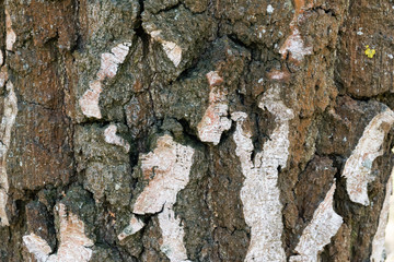Birch Bark tree texture Background