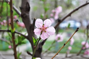 in the spring garden pear has bloomed. delicate pink pear flowers against the backdrop of the greenery of the garden