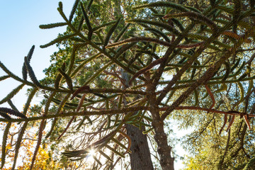 Russia, Crimea, Alupka 03 November 2018: Araucaria Chilean conifer in the park of Vorontsov Palace.