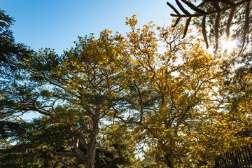 Russia, Crimea, Alupka 03 November 2018: incredibly beautiful landscape view of the park of Vorontsov Palace with coniferous and deciduous trees, woody shrubs, Cypress.