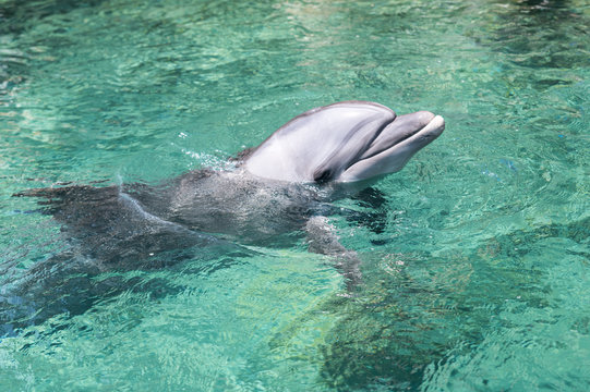 swimming dolphin in the israel city eilat
