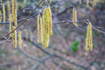 catkins in spring in the garden