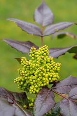 Mahonia - Oregon Grape