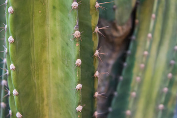 background of branches of tree
