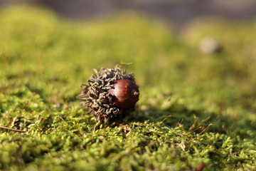 Obraz premium Acorn on the green moss background.
