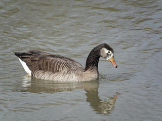 greylag/ canada goose hybrid