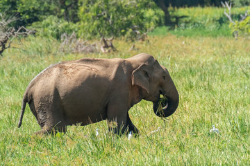 Asian Elephant (Elephas maximus maximus), Yala National Park, Sri Lanka	