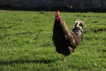 Brown rooster is walking in a field of grass