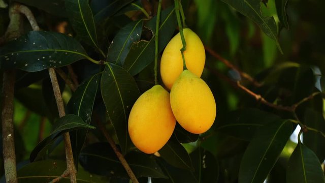 Delicious Marian plum, the tropical fruit swaying on a tree