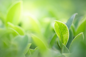 Close up beautiful view of nature green leaves on blurred greenery tree background with sunlight in public garden park. It is landscape ecology and copy space for wallpaper and backdrop.