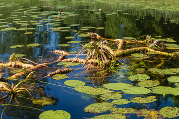 Water lily roots surface. Water lily flower. Tree root pattern. Tree roots. Lotus blossom. Herbal plant.
