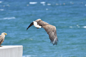 オホーツク海をバックに飛翔するオジロワシ