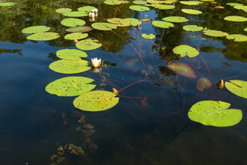 Water lily roots surface. Water lily flower. Tree root pattern. Tree roots. Lotus blossom. Herbal plant.