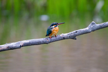 都市公園に生息するカワセミ