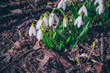 snowdrops in snow