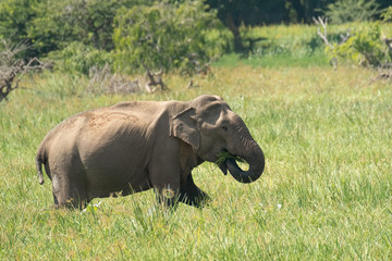 Naklejka na ściany i meble Asian Elephant (Elephas maximus maximus), Yala National Park, Sri Lanka 