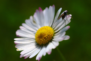 Obraz premium Closeup of a Fly on french daisy flower.