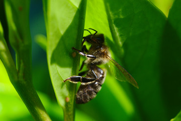Austrian honey bee harvesting from plant lice