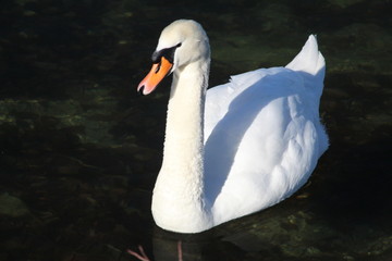 Un cygne tubercul&eacute;