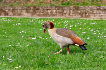 Gans auf grünem hintergrund
