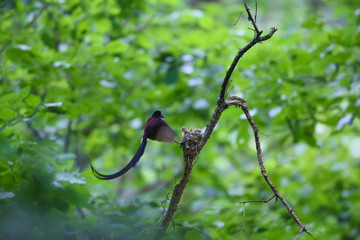 初夏のサンコウチョウ