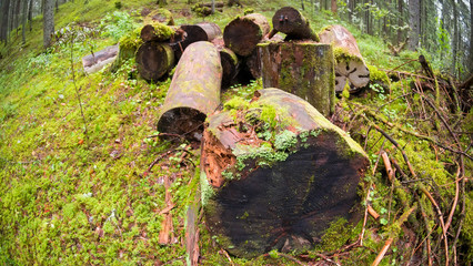 Moss-covered logs in the forest on a rainy summer day