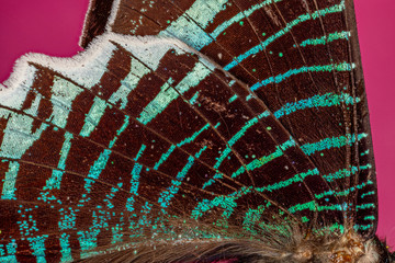 papillon "chinois vert" URANIA LEILUS © jgd.cannes