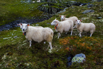 Hiking in the nature of Norway