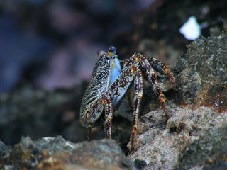 Thin shelled rock crab (Grapsus sp.)