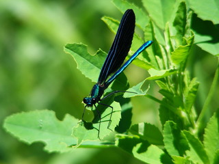 Black damselfly (Calopteryx splendens)