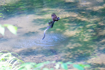 サンコウチョウの水浴び