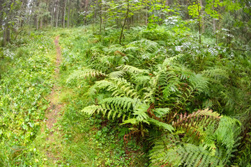 Fototapeta premium Ferns in the forest on a rainy day
