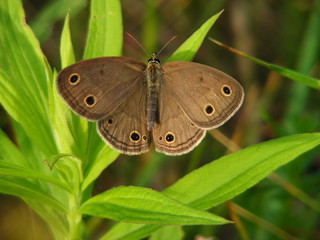 Nymphalidae butterfly