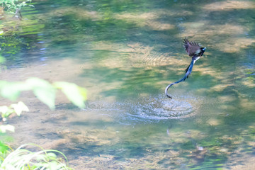 サンコウチョウの水浴び