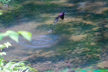 サンコウチョウの水浴び