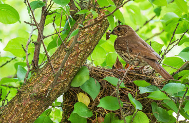 Song thrush in the nest with chicks.