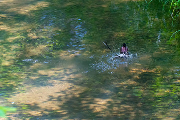 水浴びをするサンコウチョウ