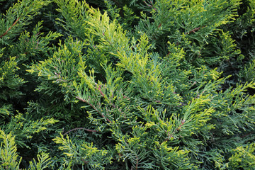 Thuja branch. White cedar