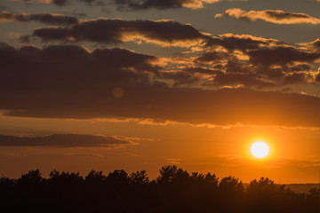 Fototapeta premium Sunset over the wood