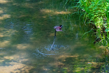 水浴びをするサンコウチョウ