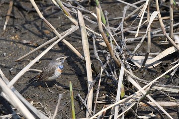 山崎川に現れたオガワコマドリ
