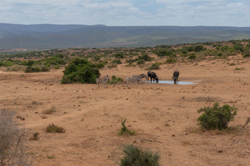 Fototapeta na wymiar Herd of wild zebras and buffalo on waterhole