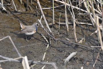 山崎川に現れたオガワコマドリ