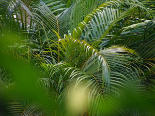 Fototapeta na wymiar Coconut fronds