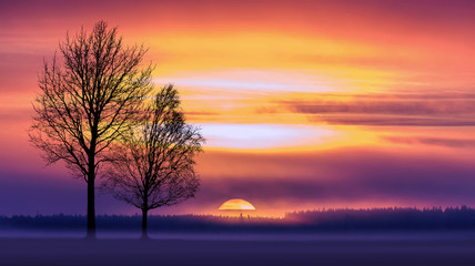 Two trees in winter sunset landscape. Sotkamo, Finland.