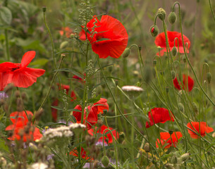 Obraz premium Poppied grow wild in a field, a constant reminder of men who gave their all for their country