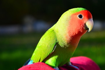 Peach-faced Lovebird  (Agapornis roseicollis)